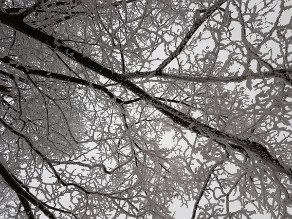 Beleza Natural Árvores Congeladas — Fotografia de Stock