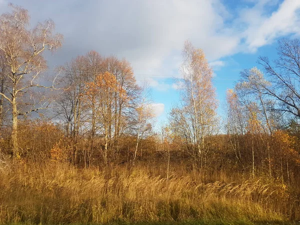 Podzimní Příroda Rusku — Stock fotografie