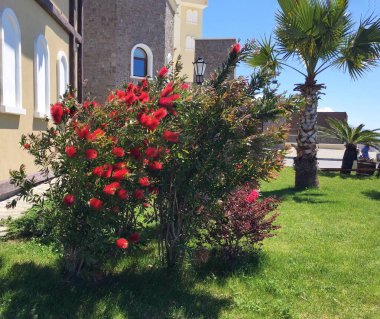 Çiçeği kırmızı çiçekler