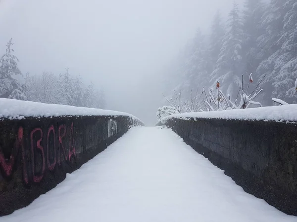 Nevicate Nella Foresta Invernale — Foto Stock