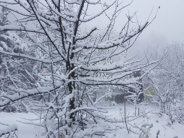 Снегопад Зимнем Лесу — стоковое фото