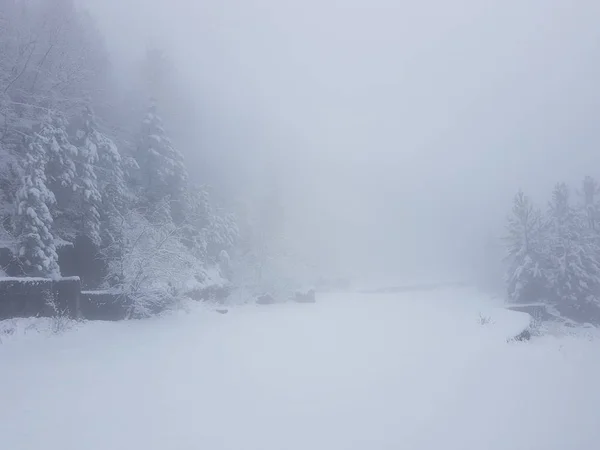 Nevicate Nella Foresta Invernale — Foto Stock