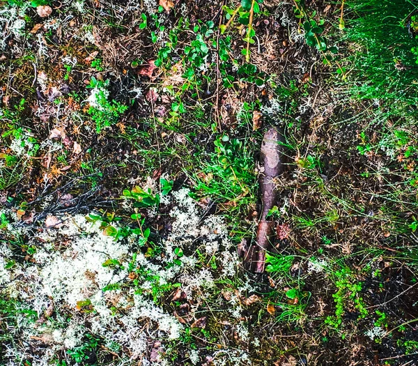 Gräs Textur Tundra — Stockfoto