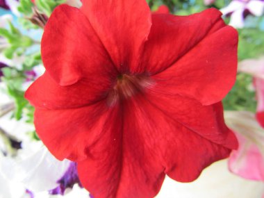 Çiçeği kırmızı çiçek