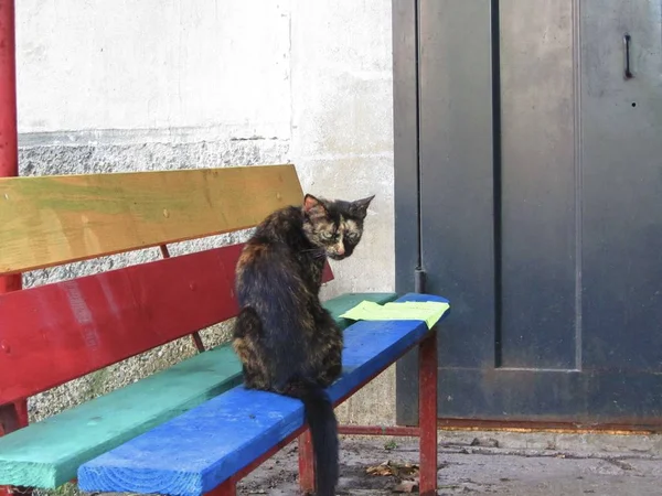 Kóbor Macskák Városban — Stock Fotó
