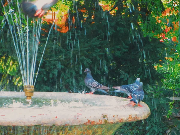 Salpicos Água Fonte — Fotografia de Stock