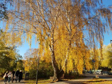 Stockholm şehrinde sonbahar manzara