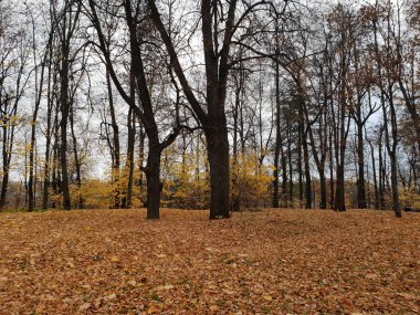 Parkta sonbahar manzarası