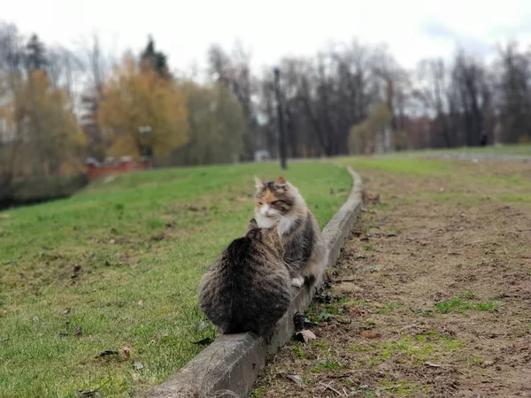 Kóbor Macskák Parkban Ülve — Stock Fotó