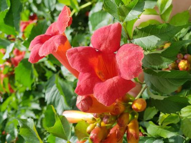 Çiçeği kırmızı çiçekler