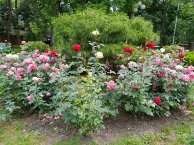 Bahçede çiçek çiçekler