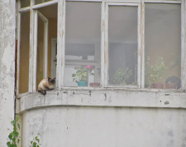 Cat Sitting Window — Stock Photo, Image