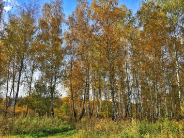 orman manzarası Güz