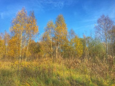 orman manzarası Güz