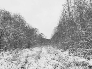 Kış ormanlarının doğası.