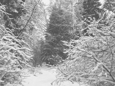 Kışın karlı orman manzara