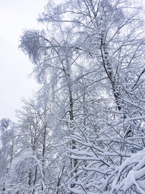 Kış karlı orman manzarası