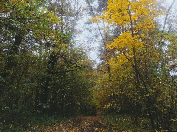 Paisaje Forestal Otoño —  Fotos de Stock