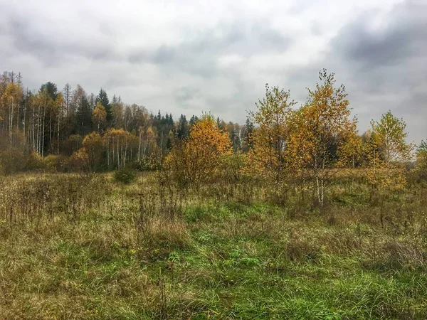 在秋天的森林景观 — 图库照片
