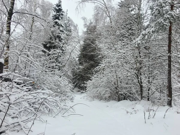 Snöig Skogslandskap Vintern — Stockfoto