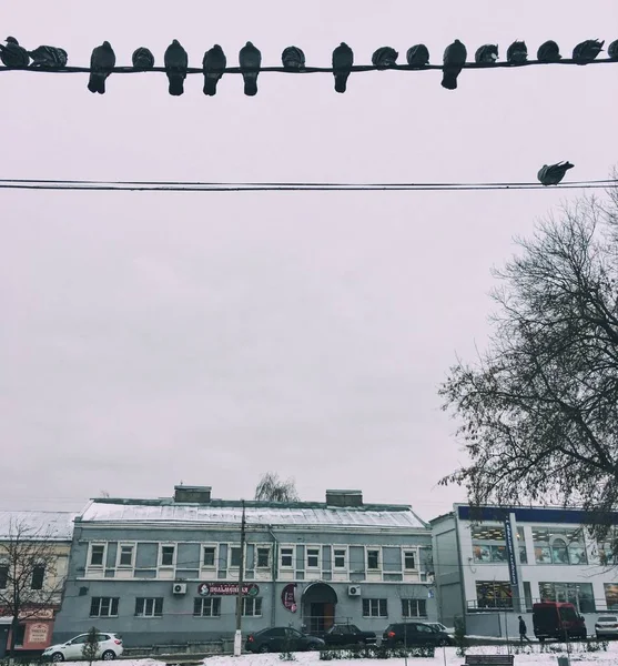 Oiseaux Assis Sur Des Fils Électriques — Photo