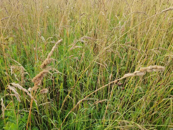 Kırsal yaz çayırı manzarası