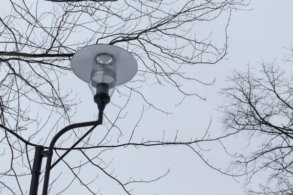 Street Lamp Gray Cloudy Sky Tree Branches Leaves Close — Stock Photo, Image