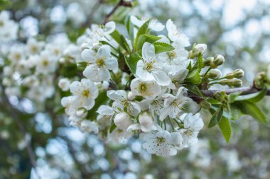 Bahar açan ağaç dalı. Kiraz çiçeği. Beyaz bahar çiçekleri. Açık