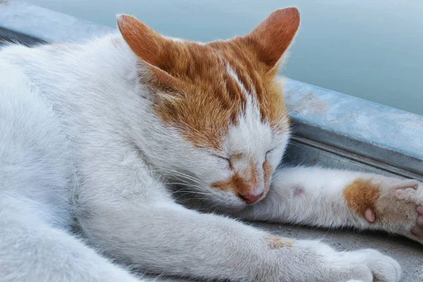Evsiz kedi, Çift renkli beyaz ve kırmızı kedi uyku açık