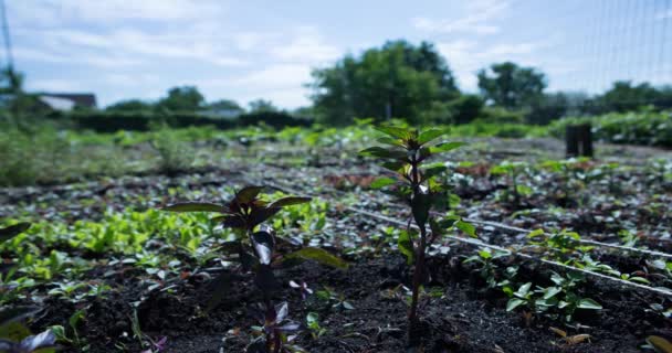 Jardín Cielo Nubes Plantas Tomate Hierba Verde Azul Árboles Pueblo — Vídeo de stock