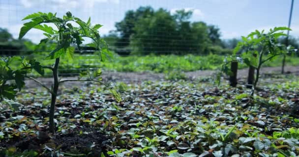 Junge Wachsende Tomaten Treiben Garten — Stockvideo