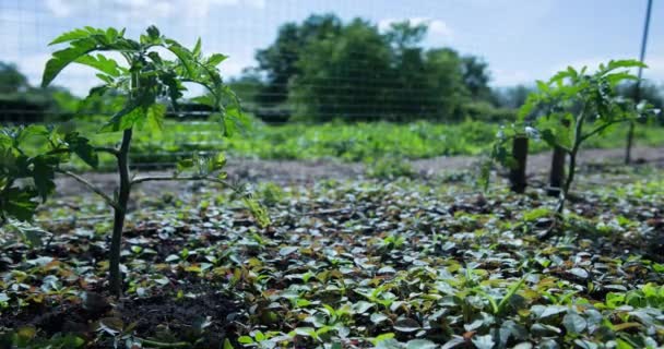 Young Growing Tomato Shoot Garden — Stock Video