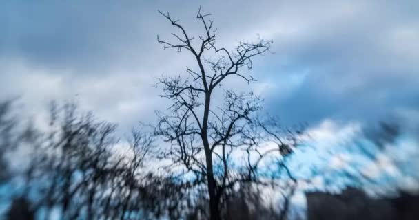 Time Lapse Nuvens Execução Fundo Árvores Lensbaby — Vídeo de Stock