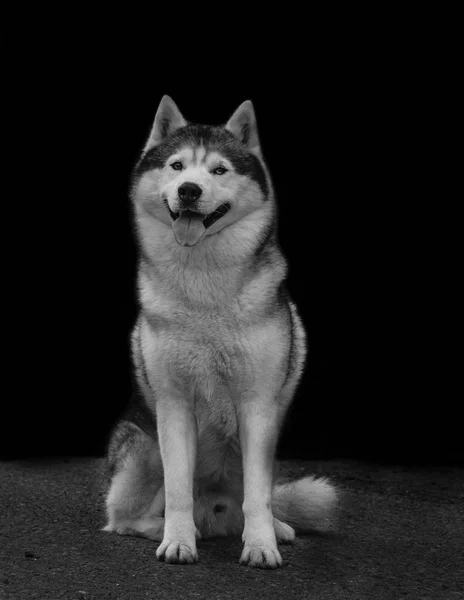 Husky Oso Cachorro Sonriendo —  Fotos de Stock