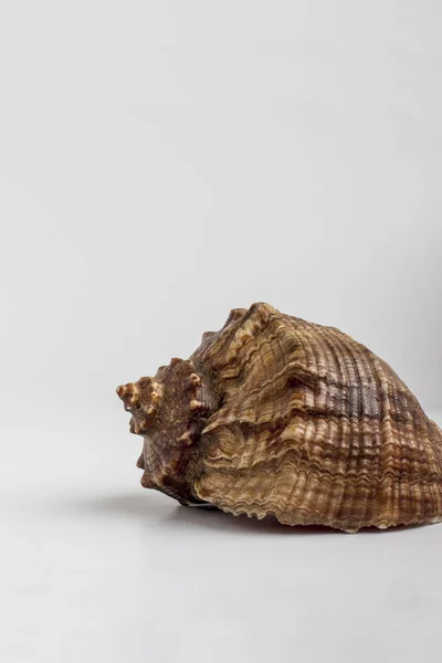 Sea Shell White Background — Stock Photo, Image