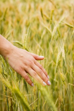 Yeni doğan buğday kulakları günbatımında dokunmadan kadın eli