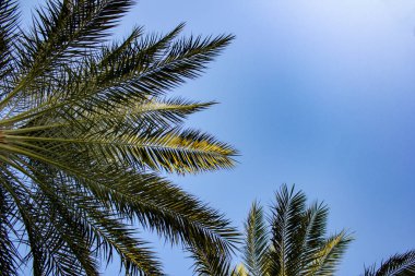 Plam ağaçlar mavi gökyüzü arka plan üzerinde