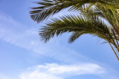 Plam ağaçlar mavi gökyüzü arka plan üzerinde