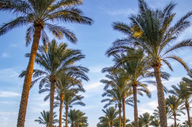 Plam ağaçlar mavi gökyüzü arka plan üzerinde