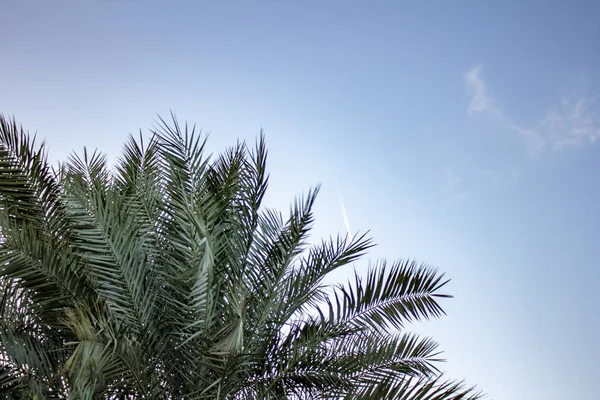 Plam Trees Blue Sky Background — Stock Photo, Image