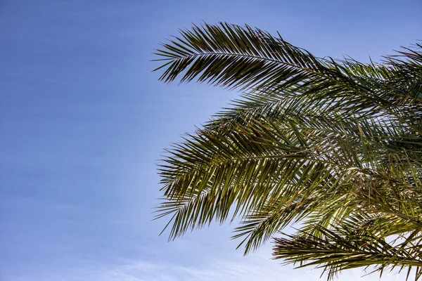 Plam ağaçlar mavi gökyüzü arka plan üzerinde