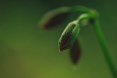 Gül tomurcukları. Bitki yakın çekim görüntüsü. Makro. Yeşil.