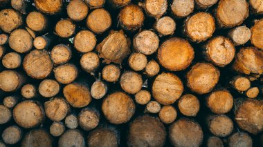 Ormanda çam ormanları günlükleri, bir yığın yığılmış.