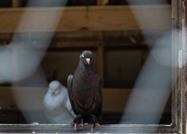 Kafesteki belirli bir güvercinin portresi.