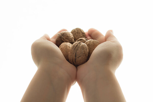 Hands holding handful of walnuts