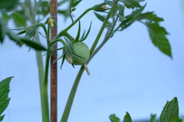 Domates sera kavramları