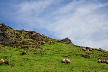 Doğa Türkiye'de koyun