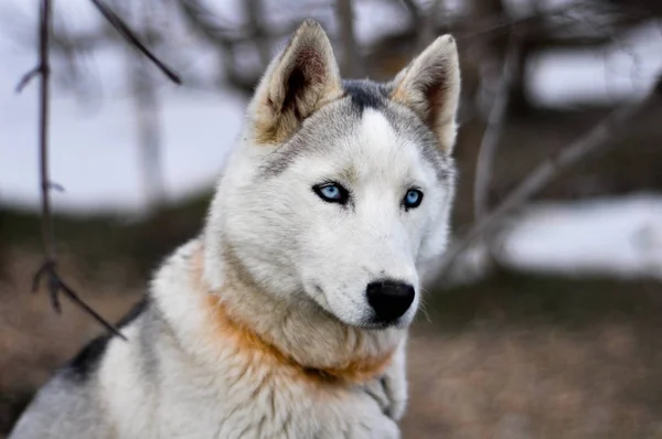 Portrait Sled Dog Husky Dog — Stock Photo, Image