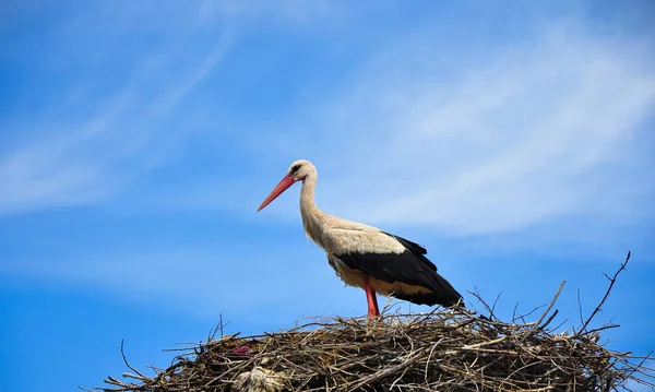 Stork Standing Nest — Stock Photo, Image