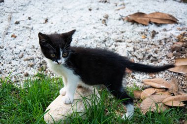 Antalya'da parkta oyuncu kedi yavruları